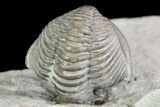 Wide, Enrolled Flexicalymene Trilobite In Shale - Ohio #80334-3